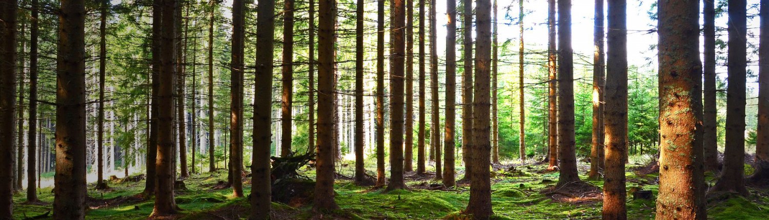 Wald, Lichtung, Bäume